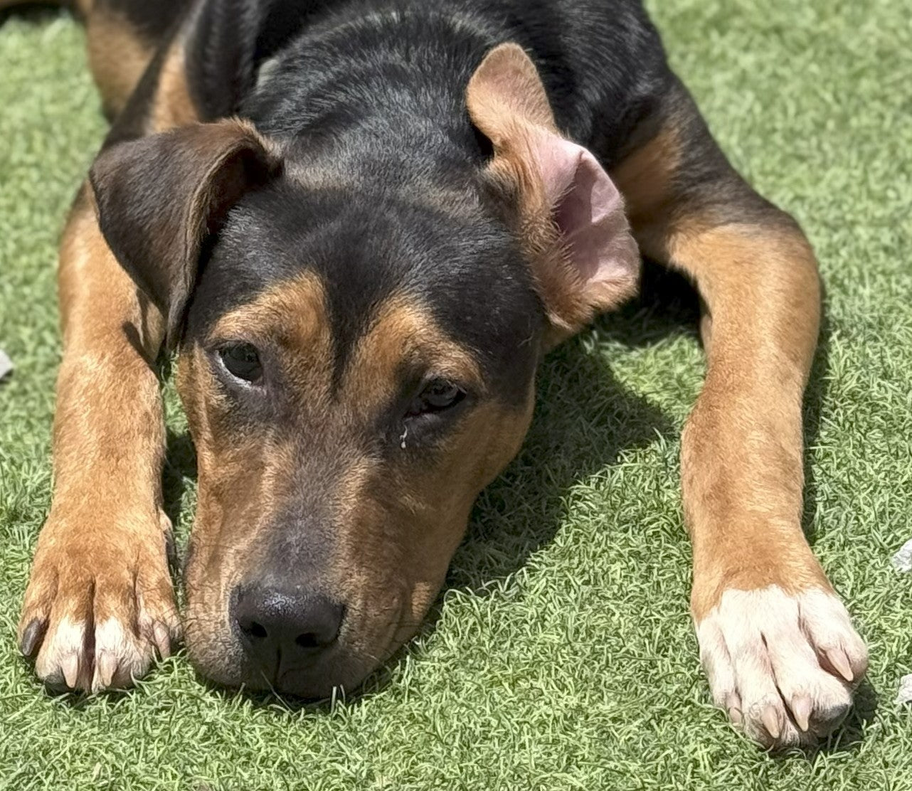 Max